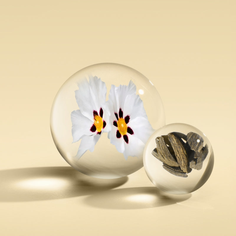 ラブダナムダスク オードパルファン