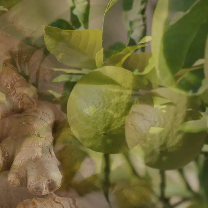 GINGER LIME〈ジンジャー・ライム〉 500nL