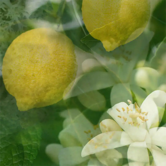 ARIA〈アリア〉ディフューザー リフィル（スティック付き） 500mL (REFILL)