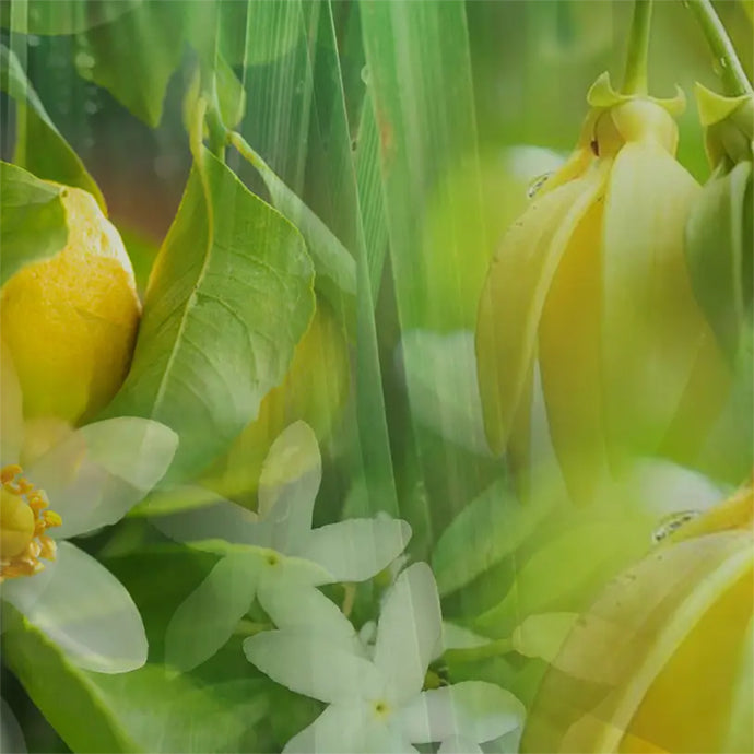 GREEN FLOWERS〈グリーン フラワーズ〉ディフューザー リフィル（スティック付き） 500mL (REFILL)