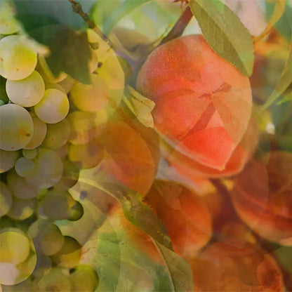 BELLINI〈べリー二〉 500nL