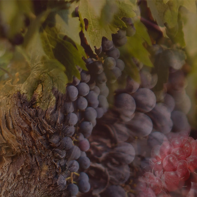 ROSSO NOBILE〈ロッソ ノービレ〉 500nL