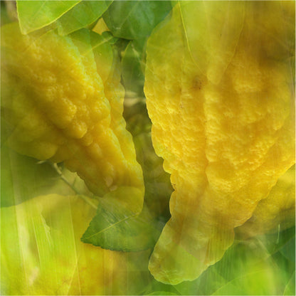 LIMONE CEDRATO〈リモーネ チェドラート〉 500nL